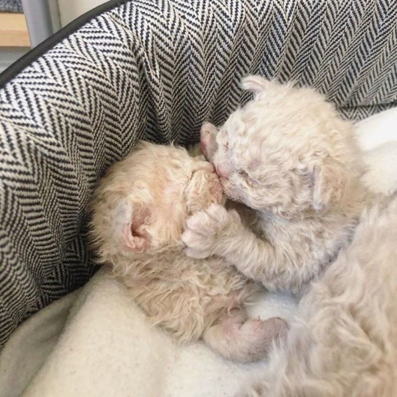 Маленькие кучерявые котята