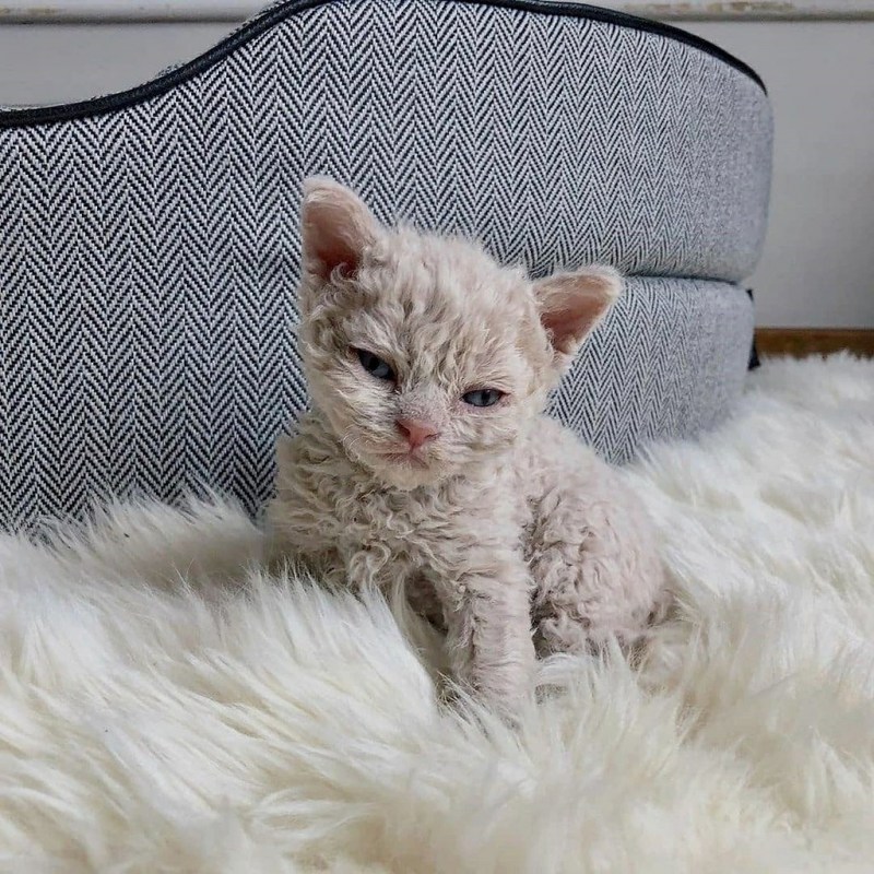 Селкирк рекс короткошерстный