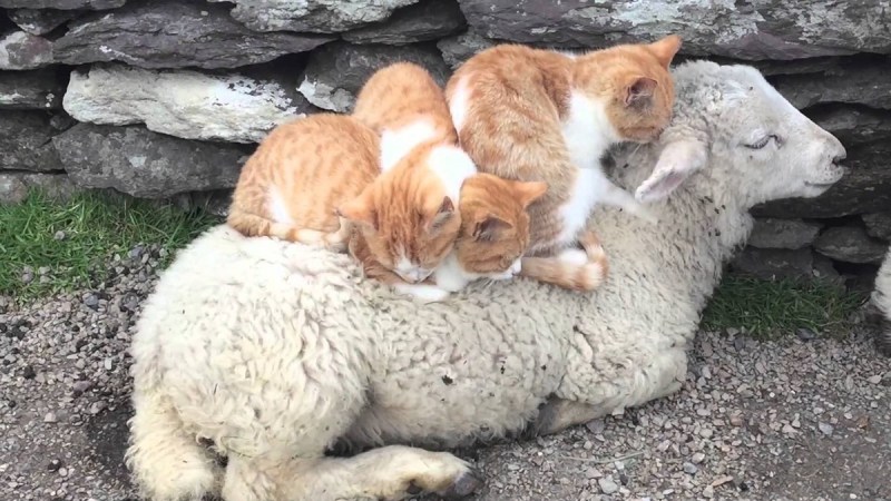 Котята барашки