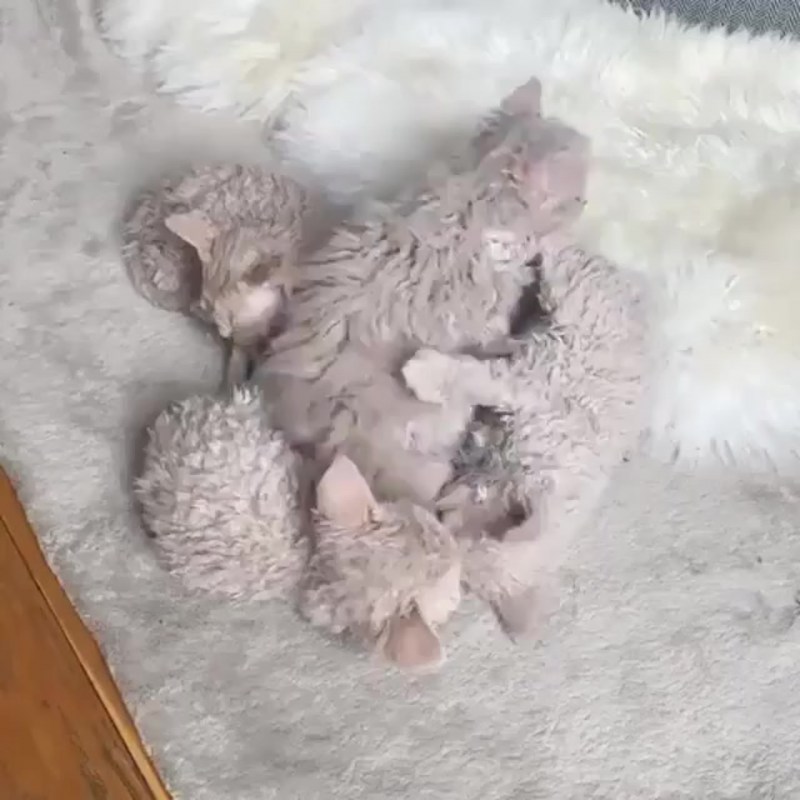 Белый котик барашек