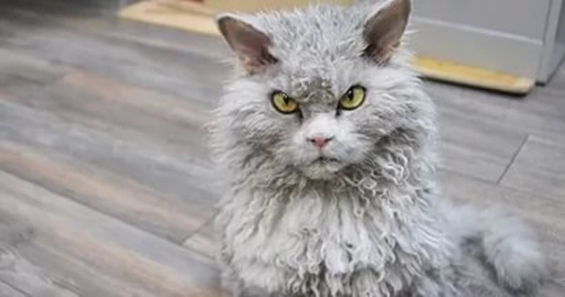 Кот с овечьей шерстью