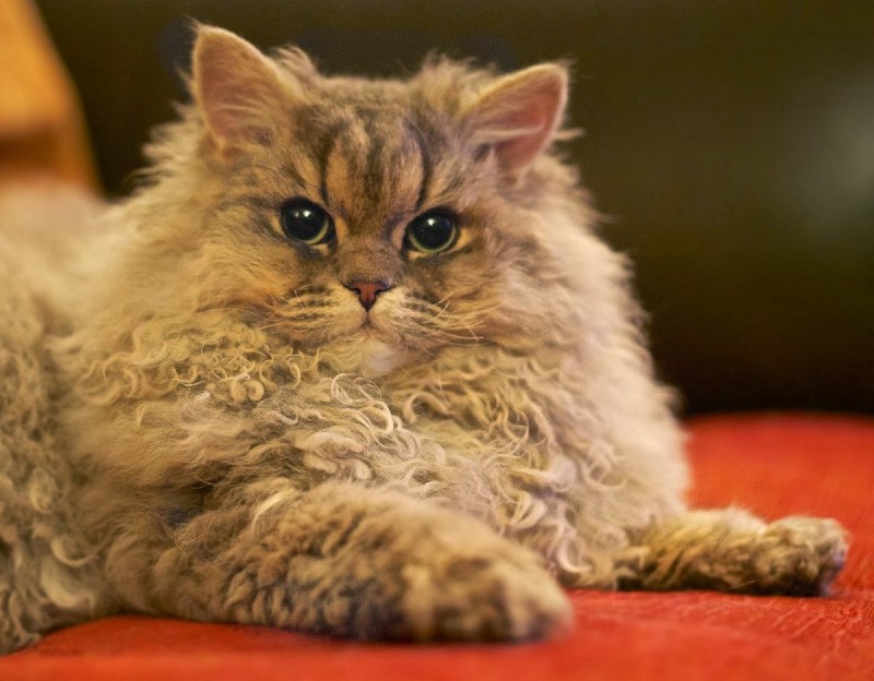 Кот Селкирк рекс
