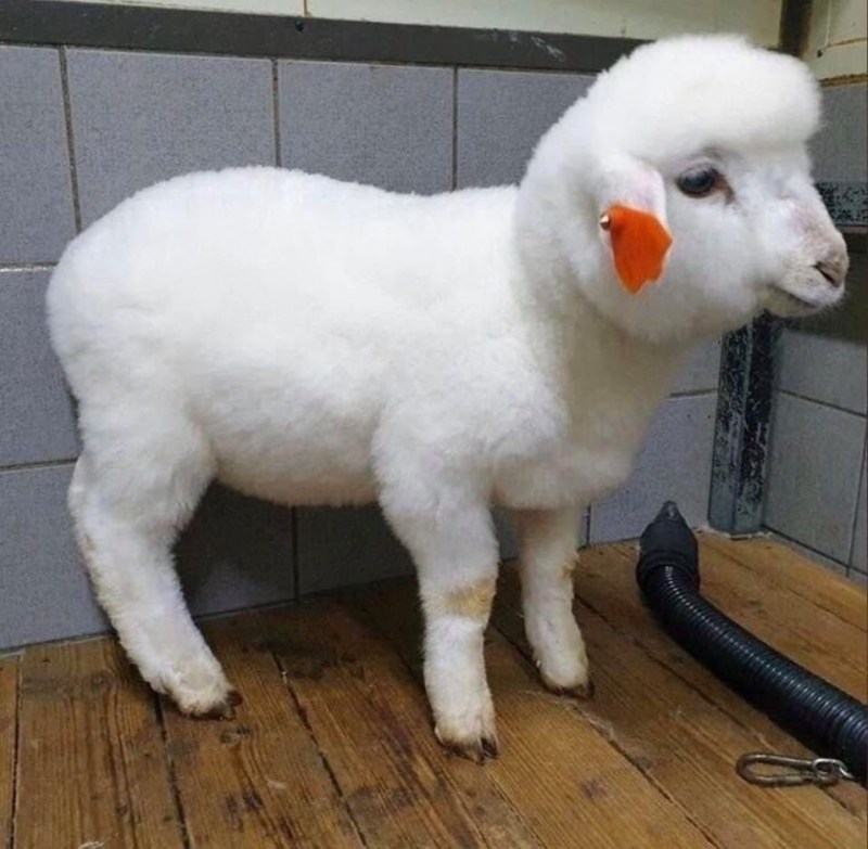 Овца смешная