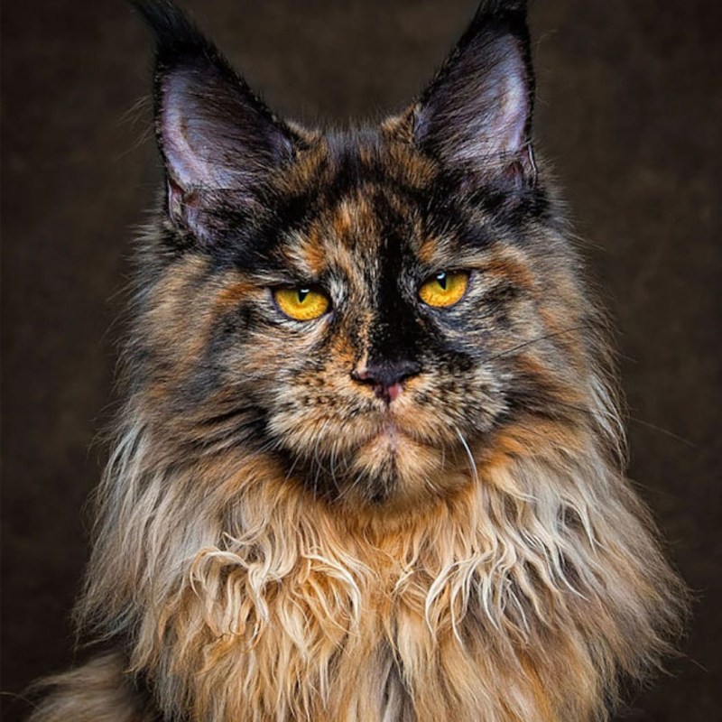 Кот Мейн кун