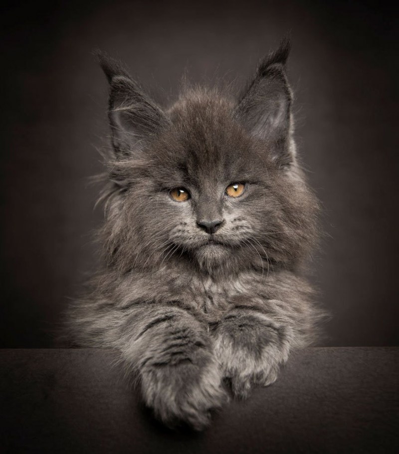 Кошки Мейн куны
