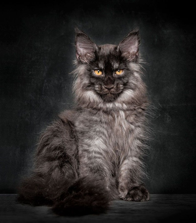 Котята породы Мейн кун