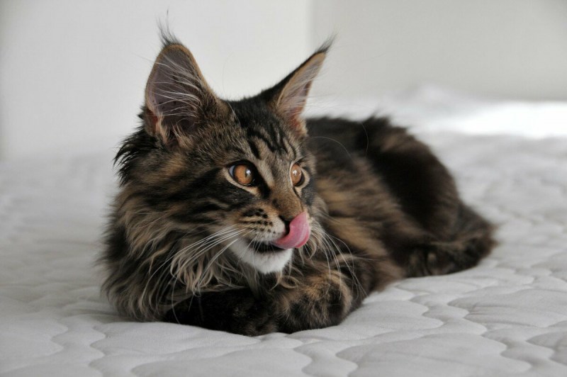 Коты Мейн кун