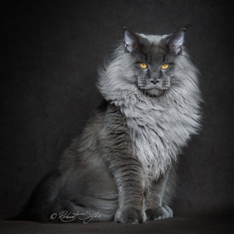 Кот Мейн кун