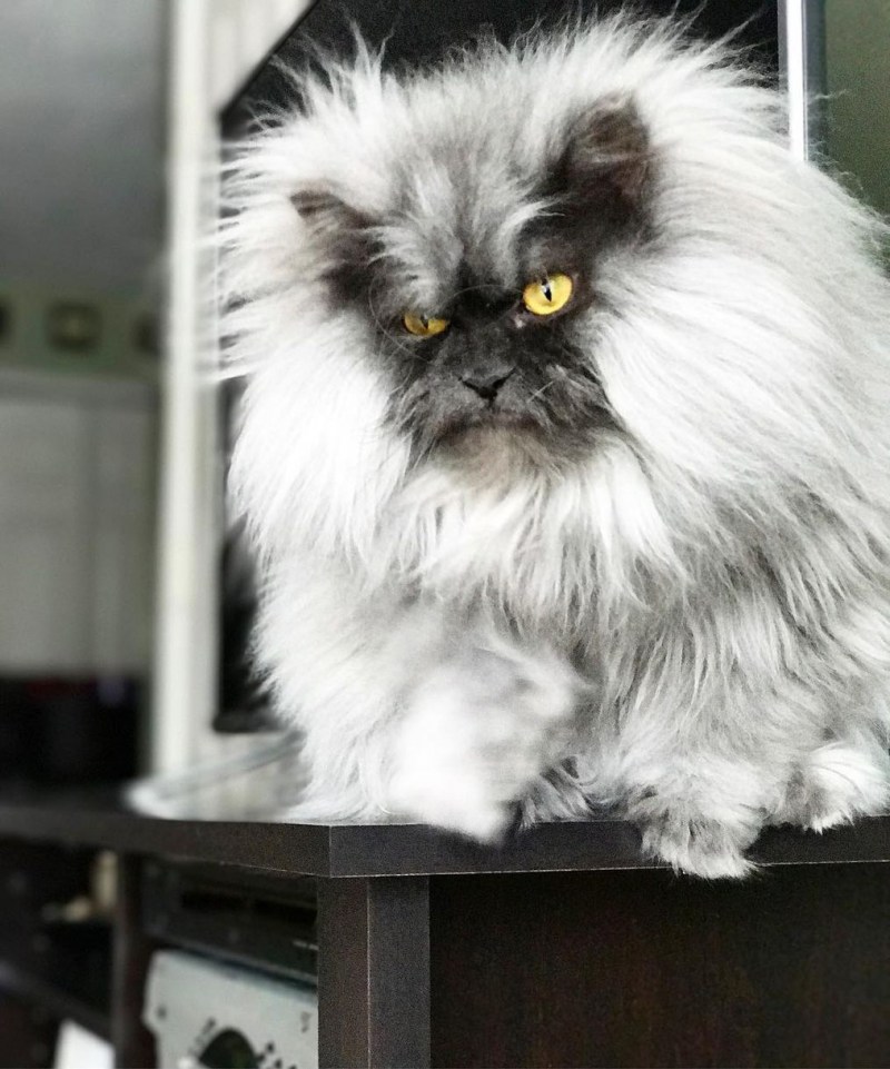 Злой кот Джуно