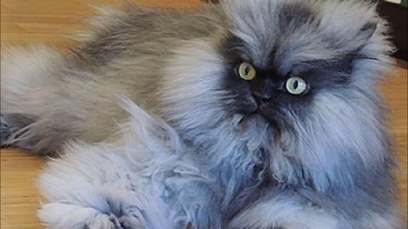 Лохматый кот