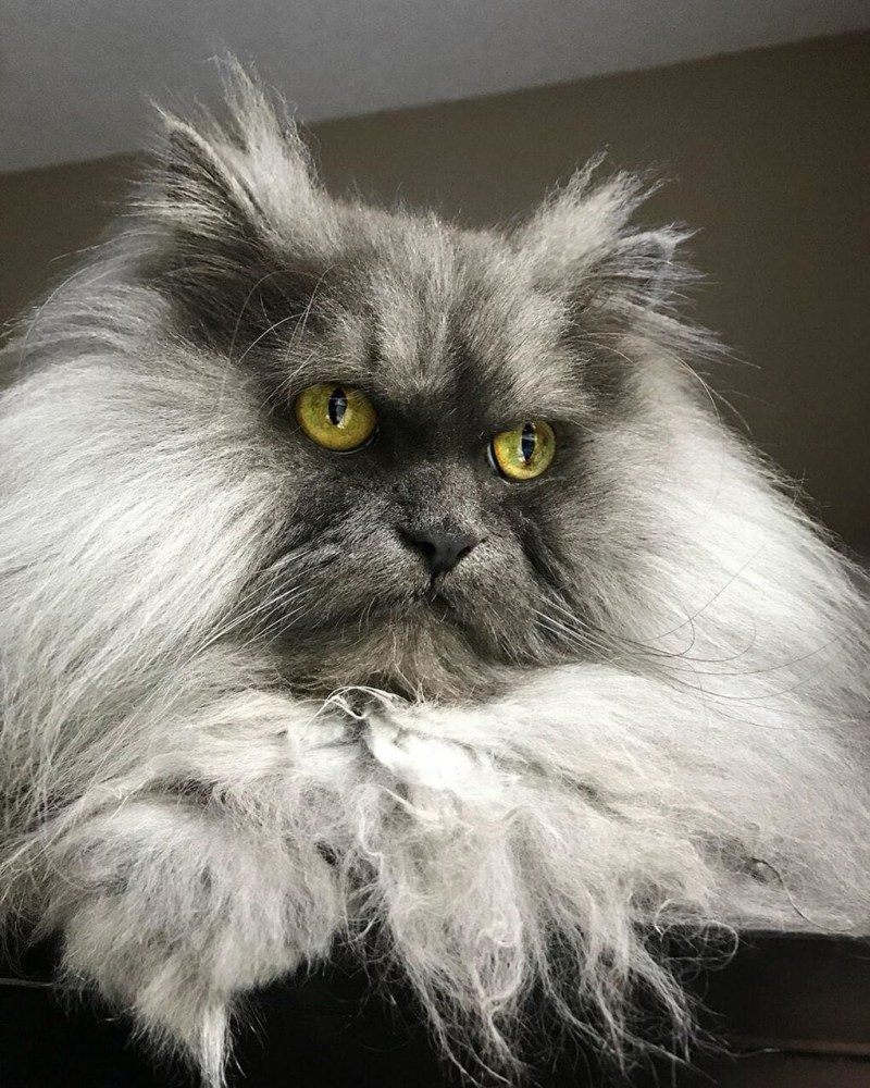 Гималайский кот