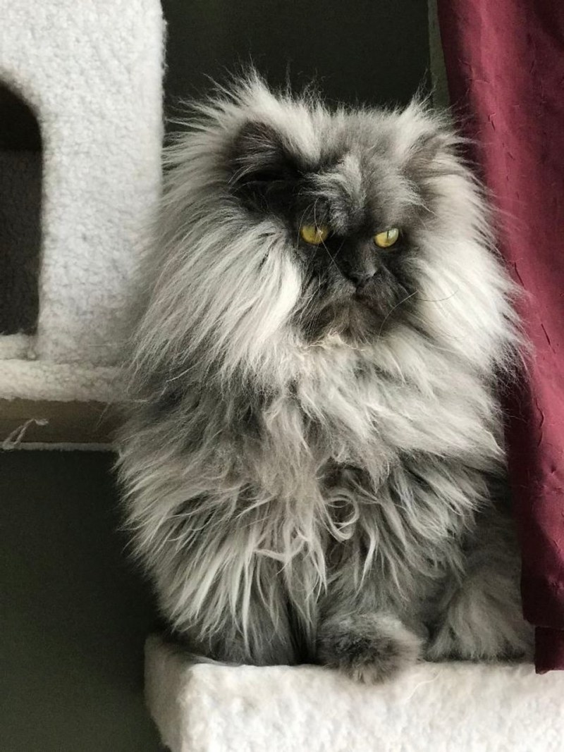 Кот Джуно порода