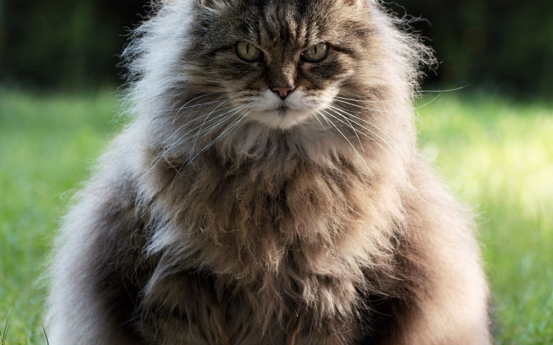 Мохнатые коты