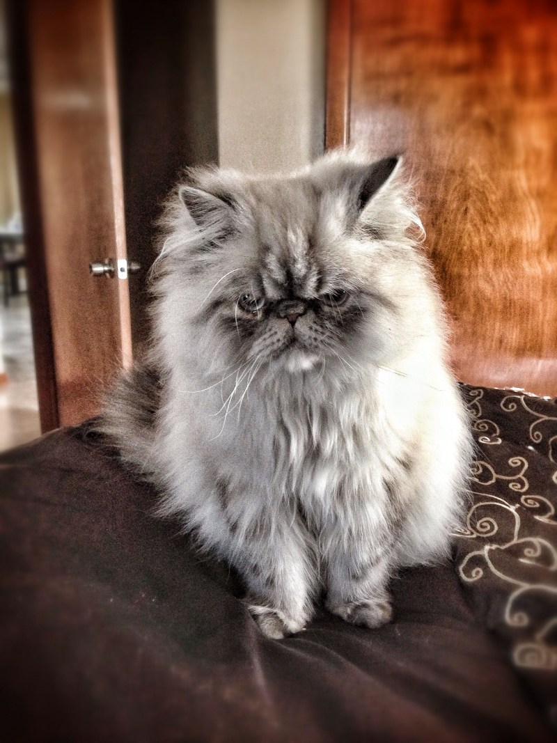 Злой персидский кот