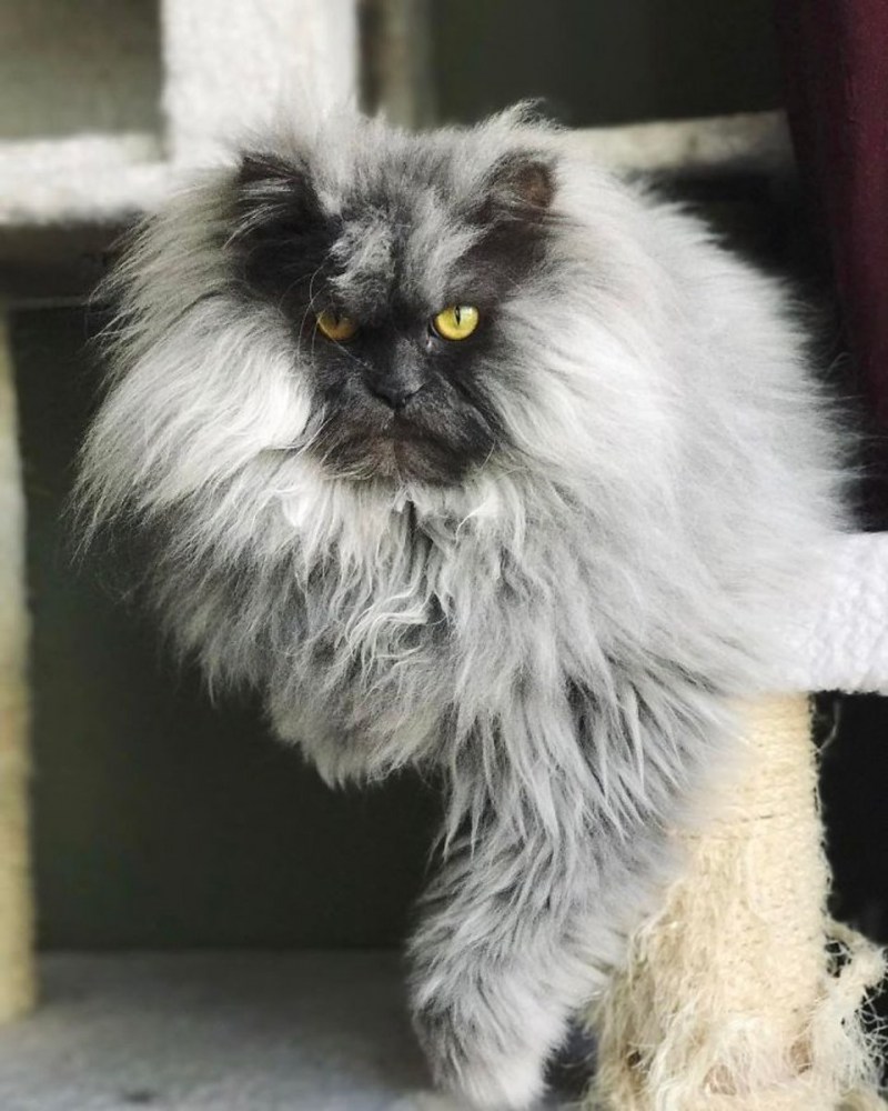 Страшный кот
