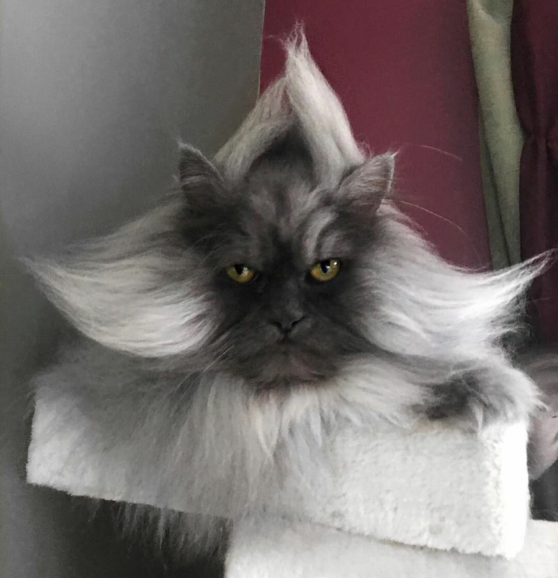Кот Джуно порода