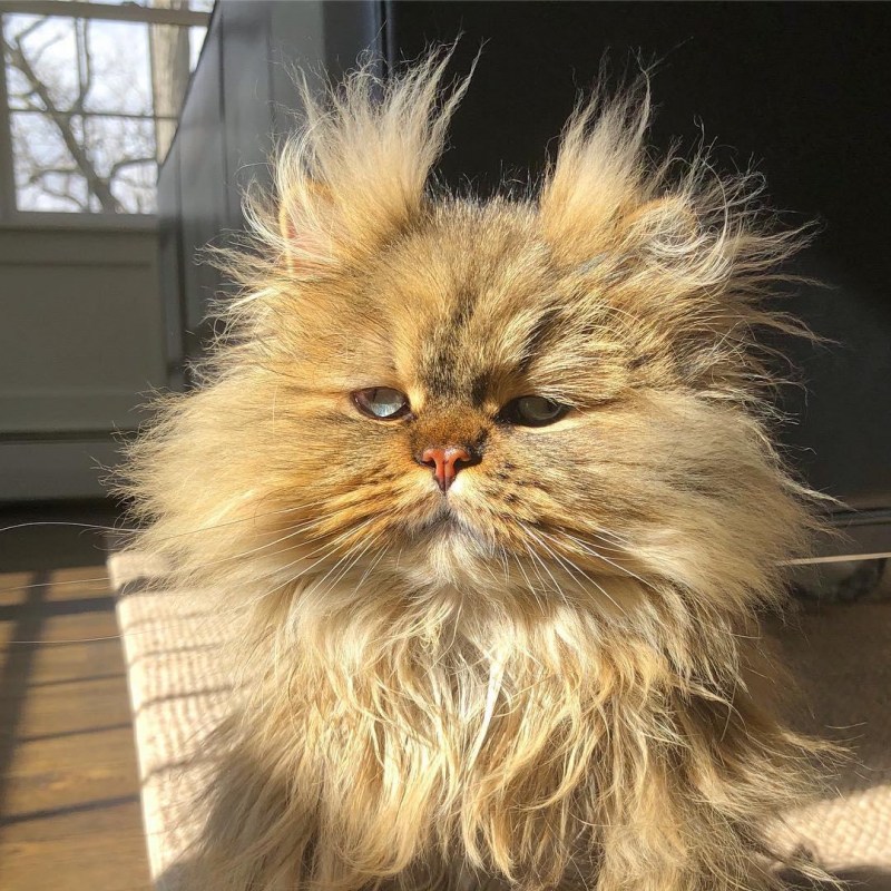 Барнаби персидский кот