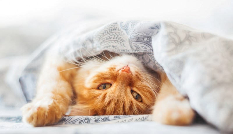Кот обнимает кошку