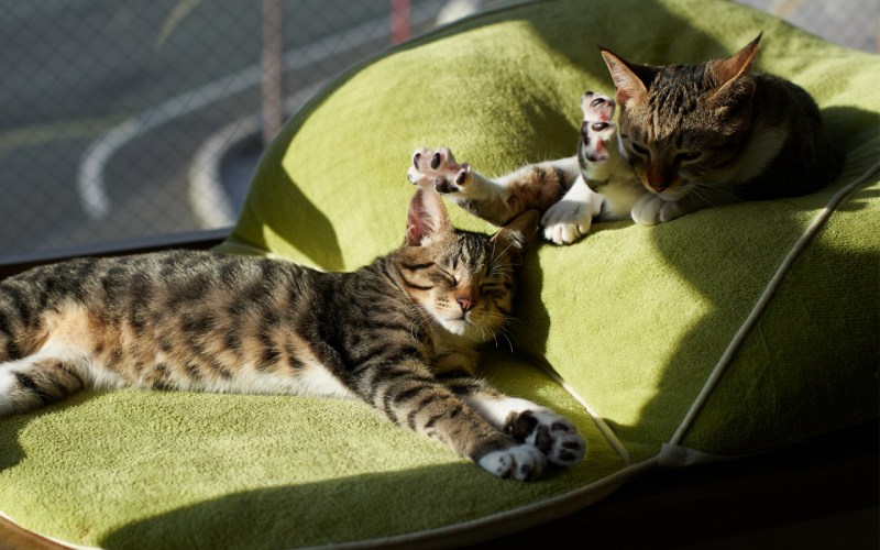 Котенок лежит