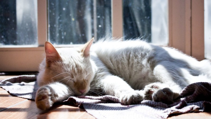 Спящие котики
