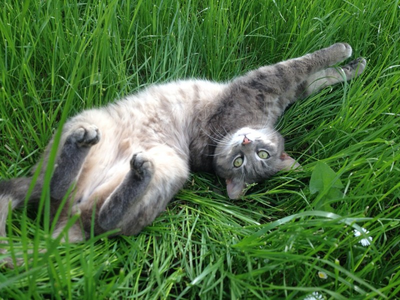 Коты на скамейке