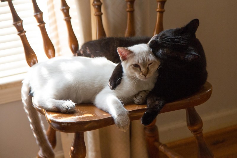 Уютные коты