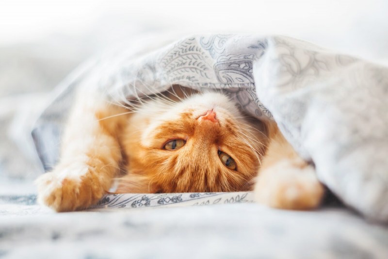 Котики нежатся