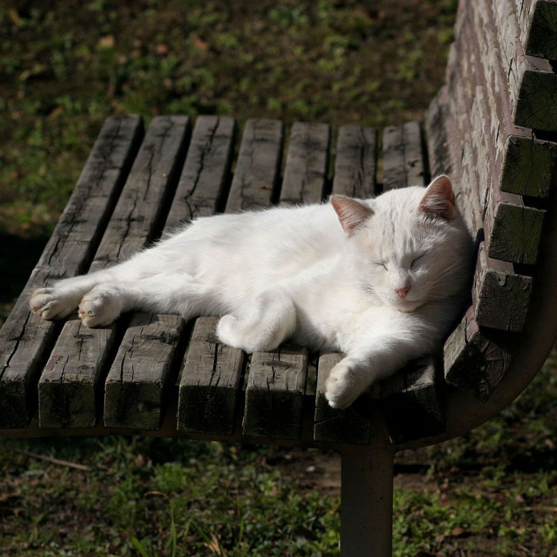 Красивая кошка нежится