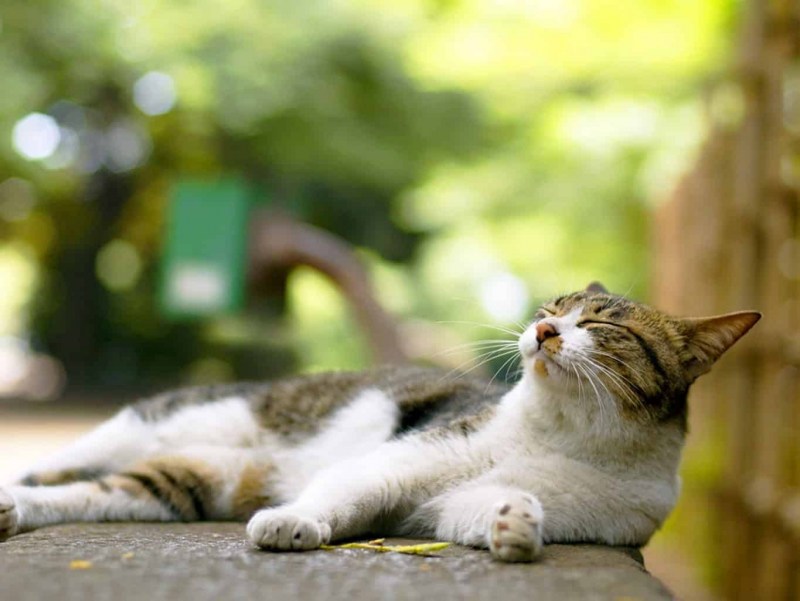 Спящий котенок