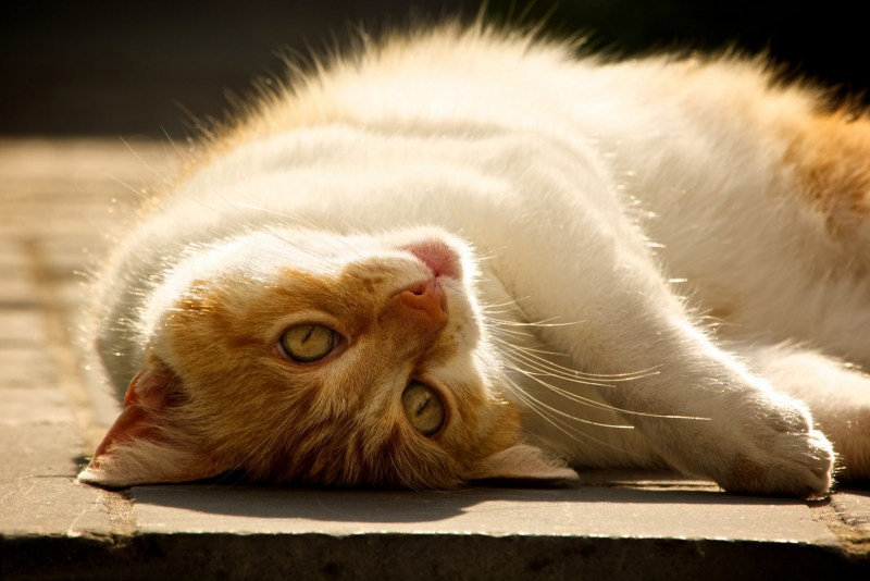 Котик лежит