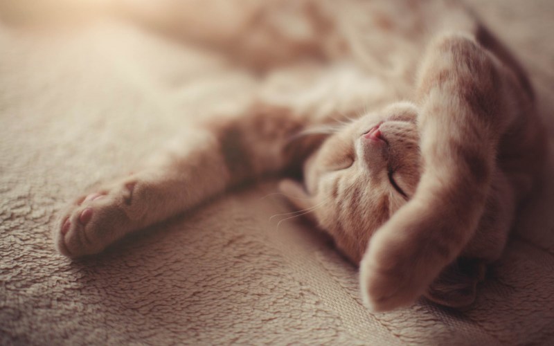 Кошечка потягивается