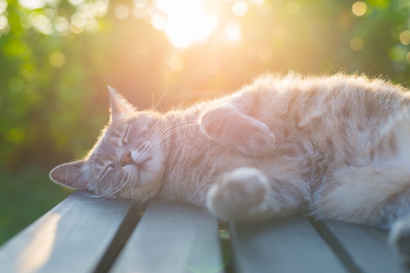 Котик на солнышке