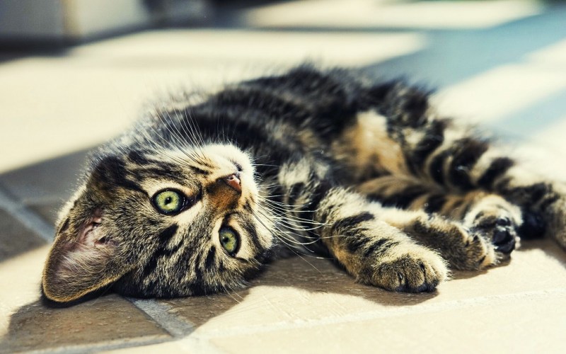 Коты обнимаются