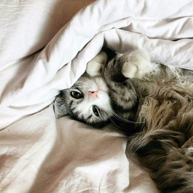 Кошка проснулась