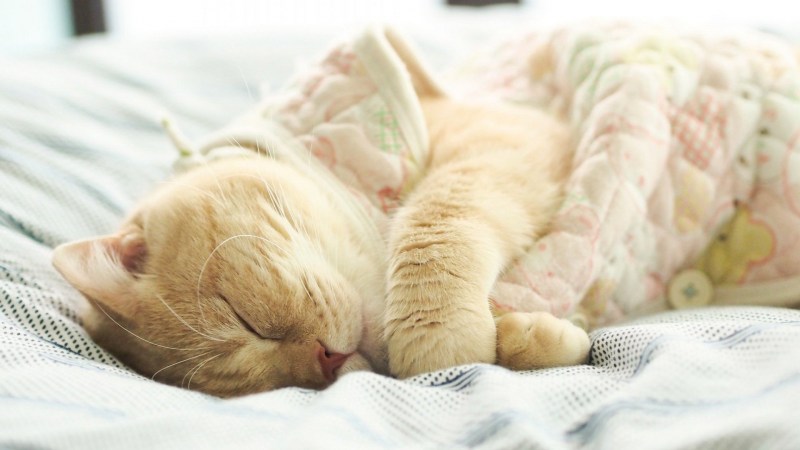 Спящий котик