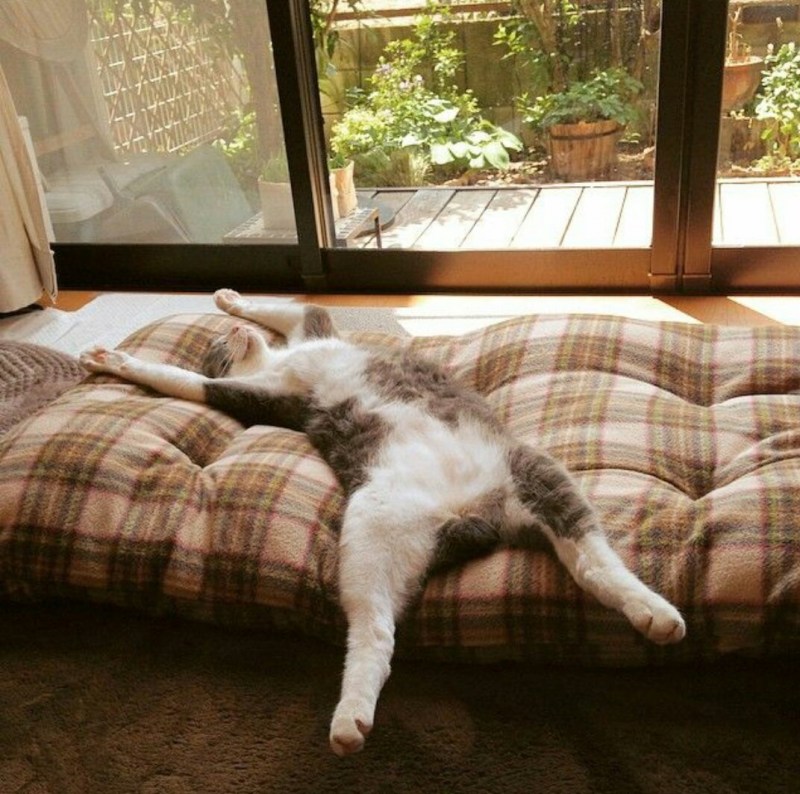 Котик нежится в кроватке