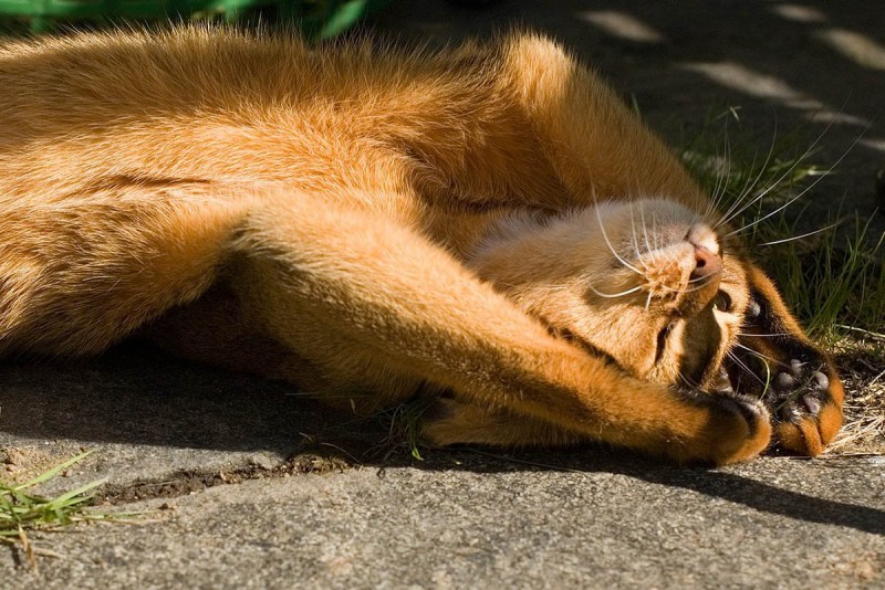 Котики обнимаются