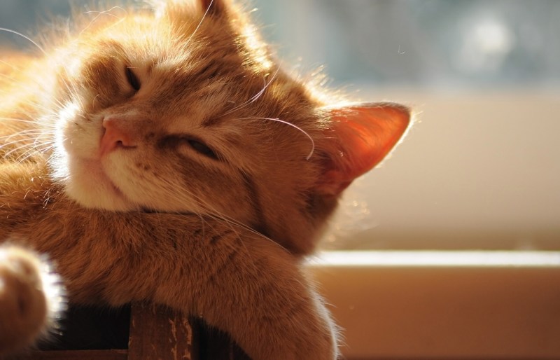 Кошки любовь