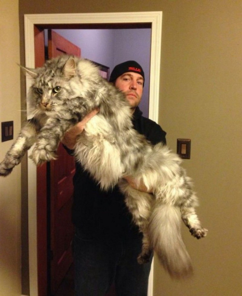 Гигантский кот Мейн кун