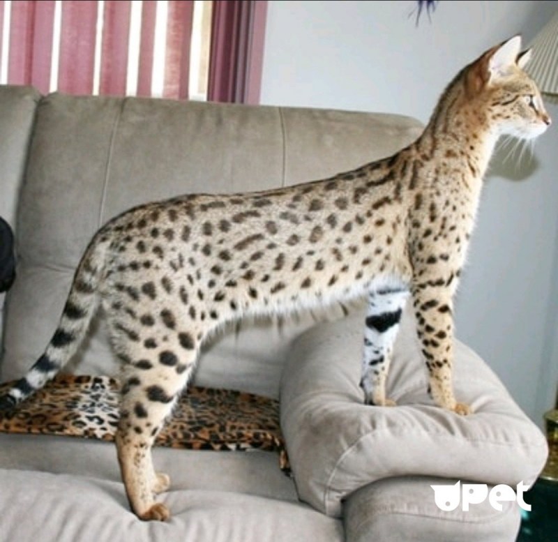 Большой кот Мейн кун