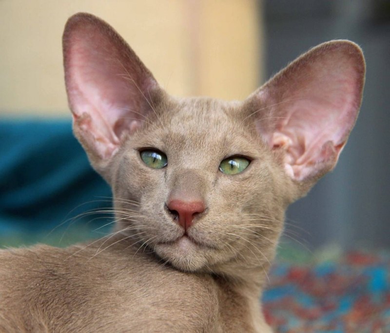 Коты ориенталы