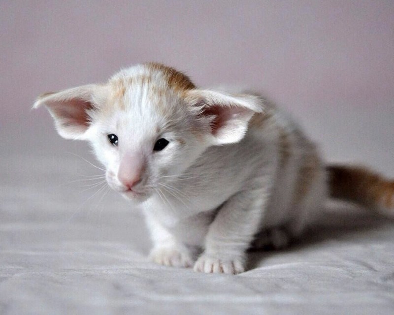 Котики с большими ушами