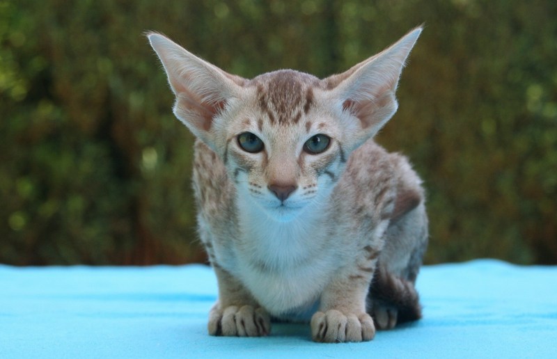 Абиссинская кошка
