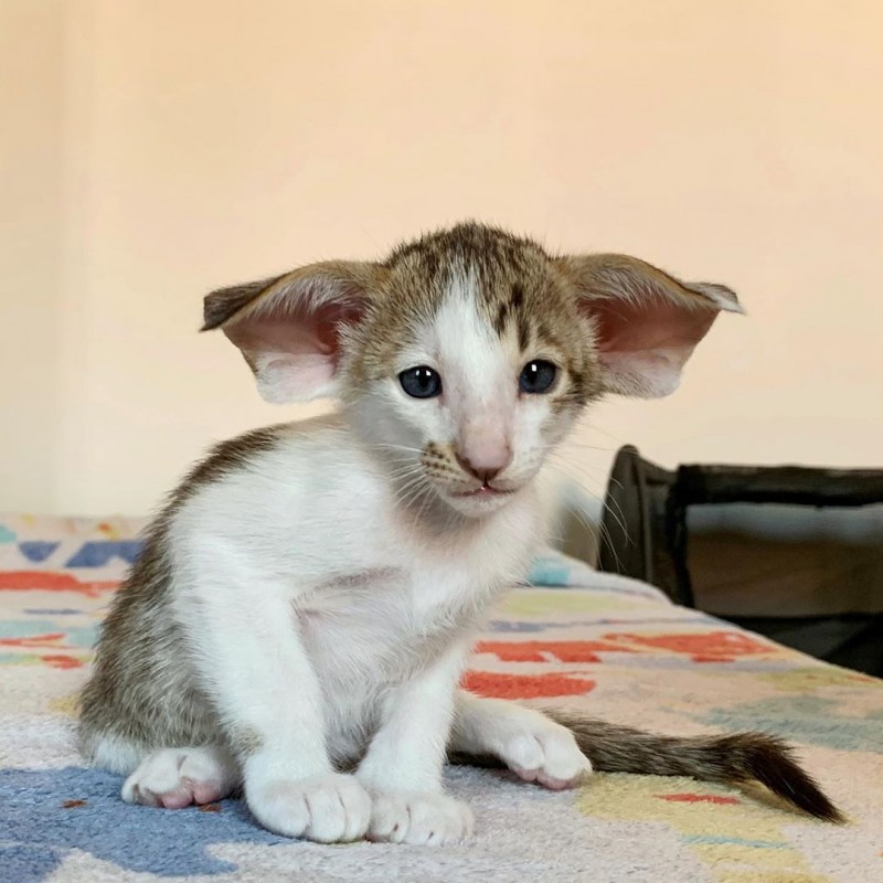 Котята с большими ушами