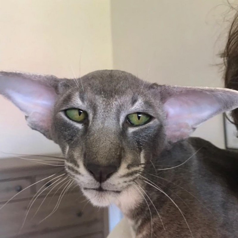 Oriental Shorthair