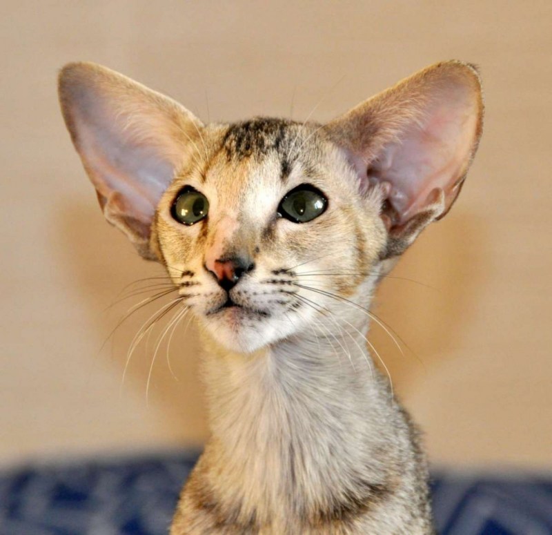 Лопоухий кот