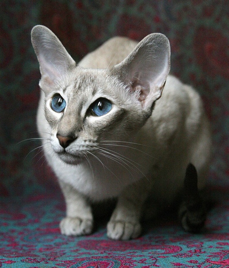 Кошка Ориентал