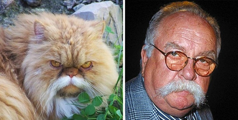 Рон Палмер