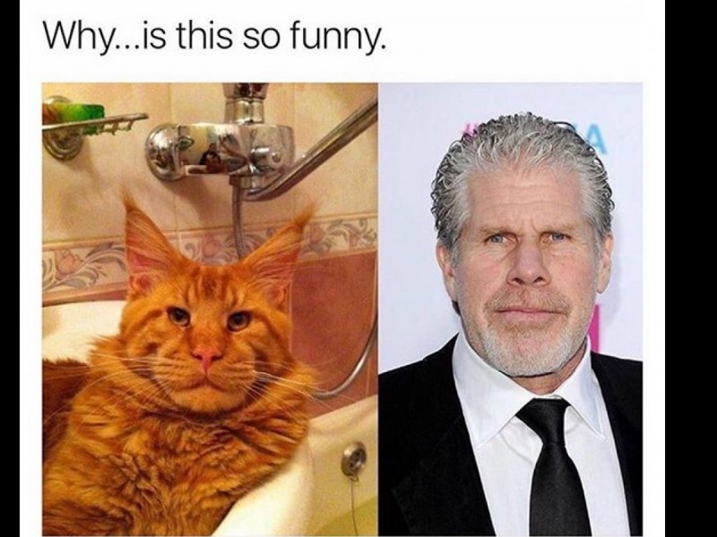 Ron Perlman Cat