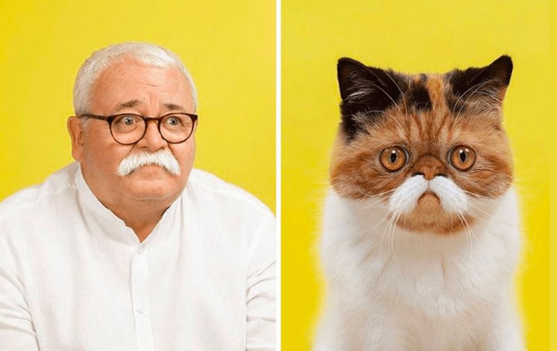 Коты похожие на людей